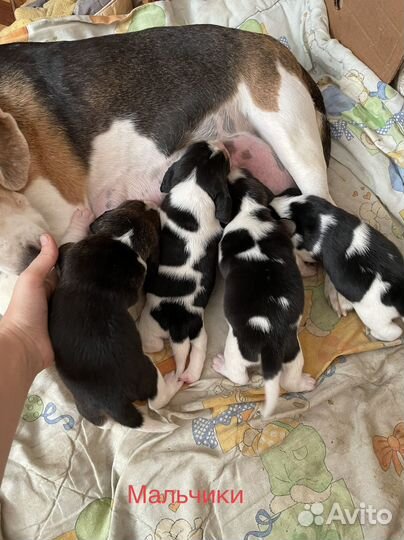 Щенки бигль