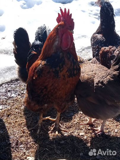Куры петухи порода Кучинская юбилейная