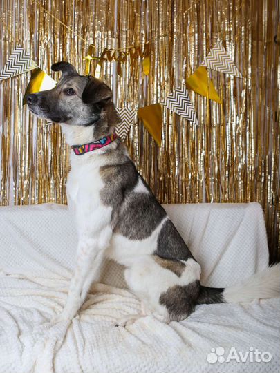 Собака в добрые руки отдам бесплатно