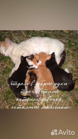Котята в добрые руки