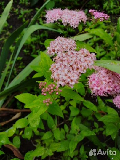 Спирея японская (кустарник)