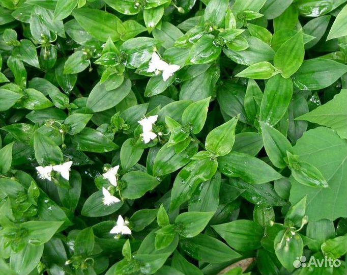 Традесканция