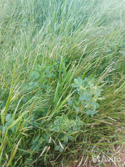 Участок под укос сена