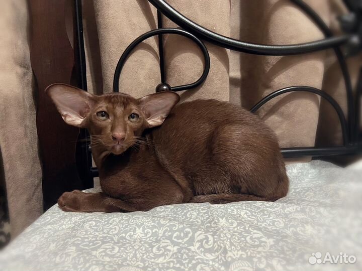 Ориентальные котята