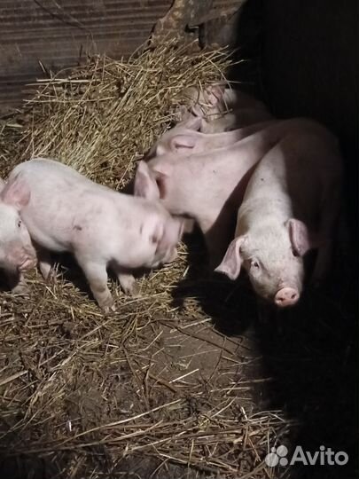 Поросята крупная белая ландрас