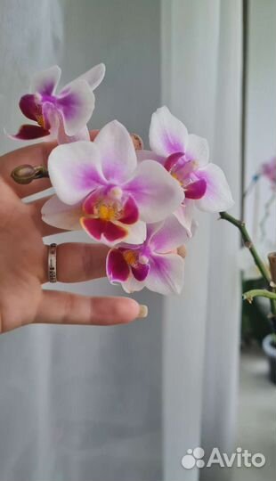 Орхидея