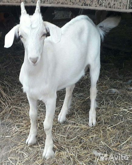 Козлята