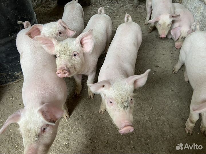 Поросята