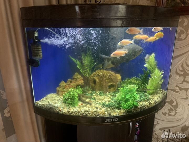 Аквариум