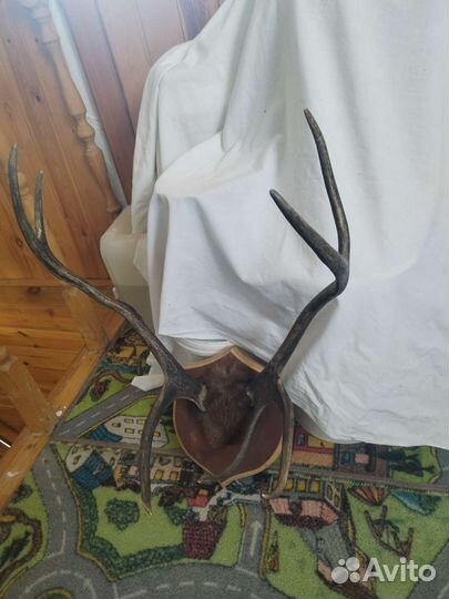 Рога оленя