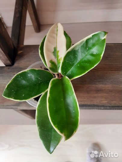 Хойя Кримсон Квин