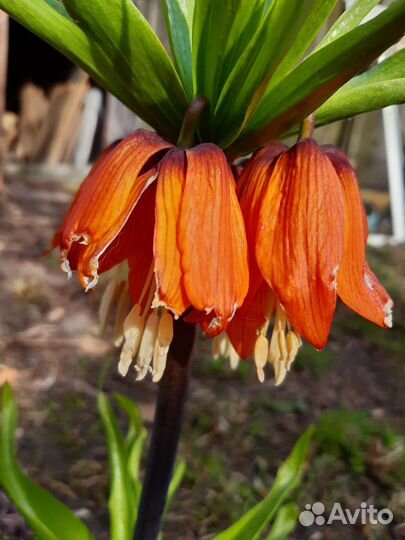 Многолетние цветы