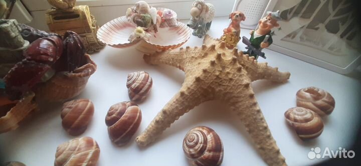 Морские сувениры и ещё кое-что