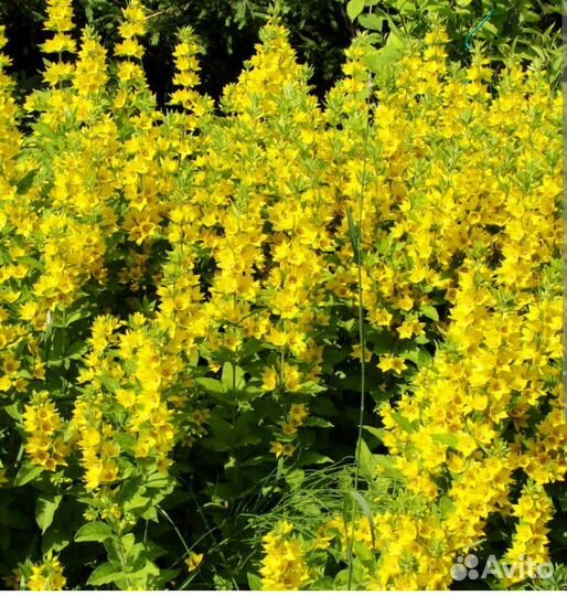 Многолетние ирисы вербейник женские слезы