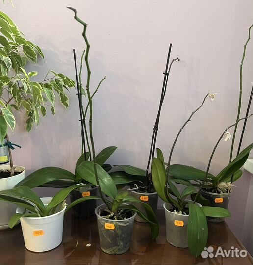 Орхидея фаленопсис