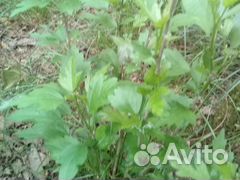 Саженцы,семена: гибискус,пальма,лавр