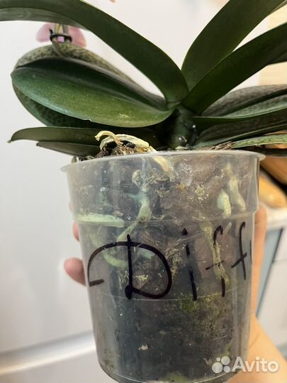 Орхидея фаленопсис