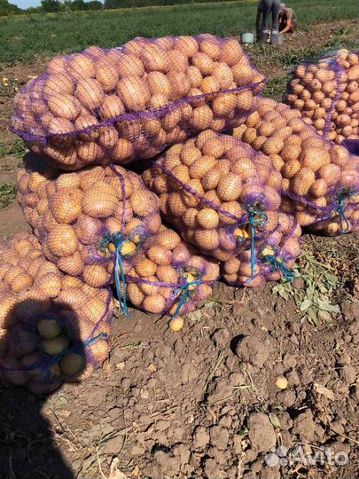 Картофель оптом