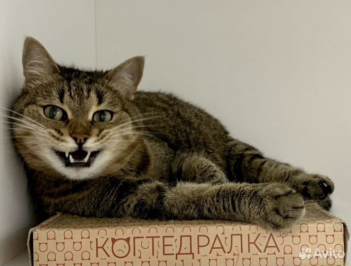 Зоогостиница