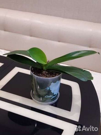 Орхидея белая