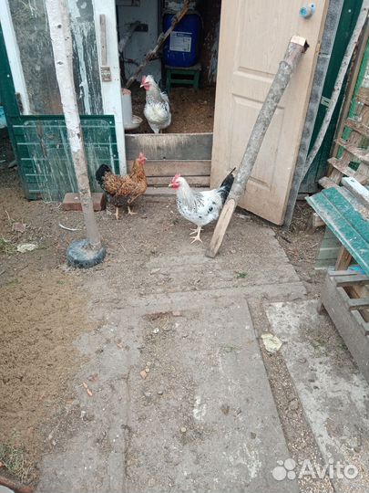 Петушки адлерские