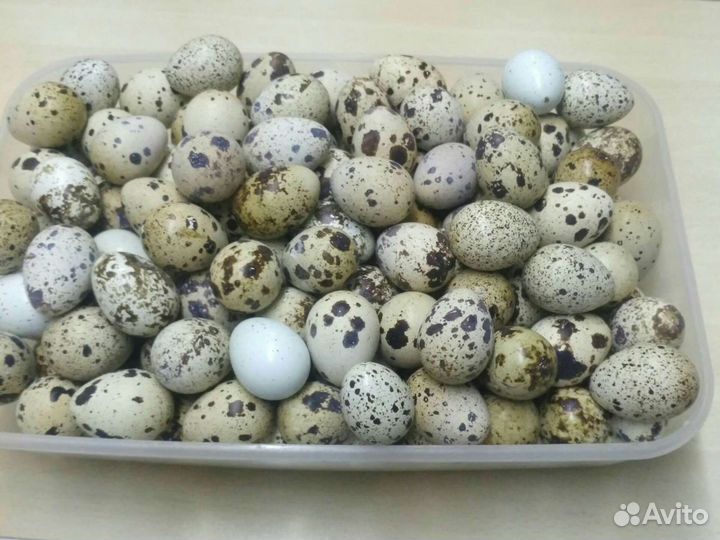 Яйцо перепелиное инкубационное и столовое