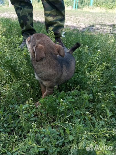 Собака (Девочка)в добрые руки отдам бесплатно