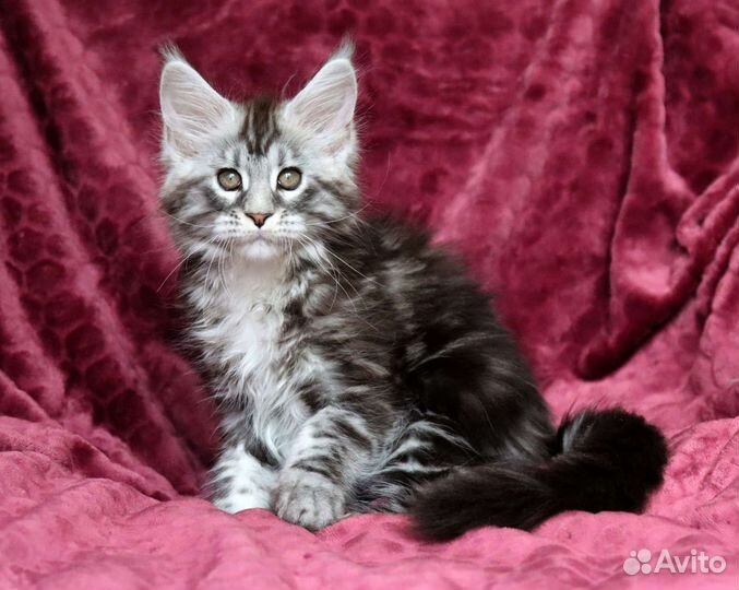 Котята мейн-кун