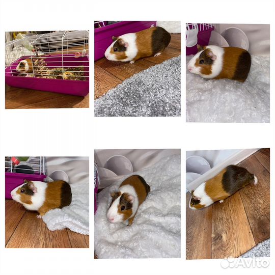 Морская свинка