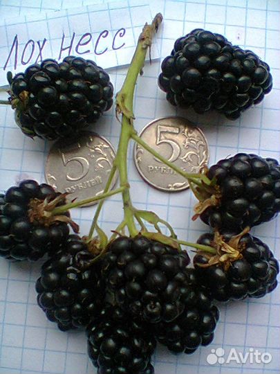 Саженцы ежевики, ежемалины, чёрной малины