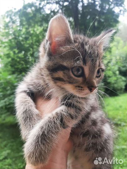 Котята в дар