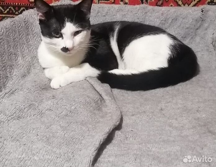 Отдам кота в добрые руки