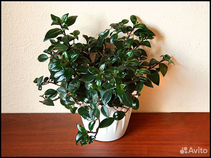 Нематантус цветок домашний