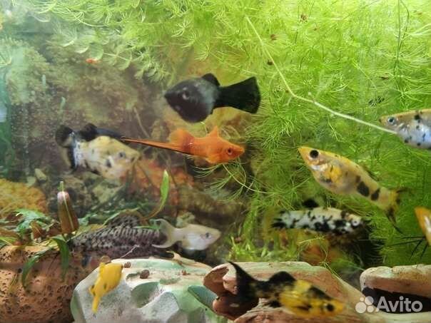 Аквариумные сомы