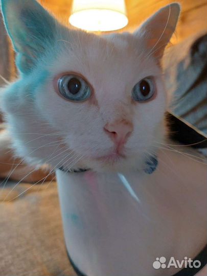 Ангорского глухого котика оставляют на погибель