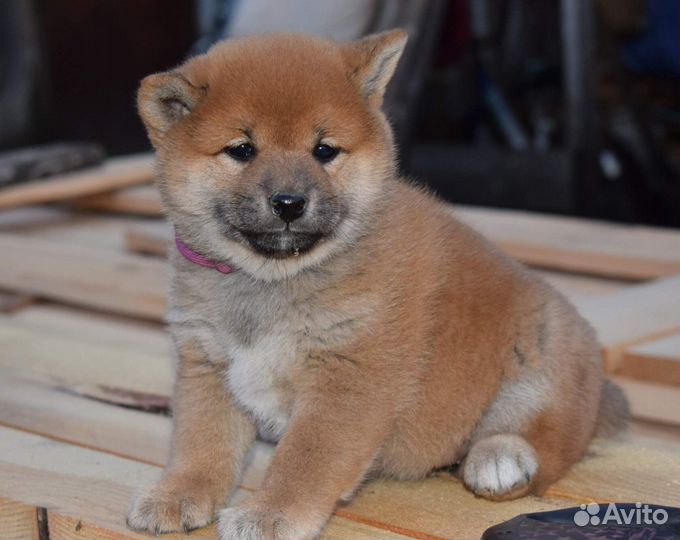Сиба ину девочка