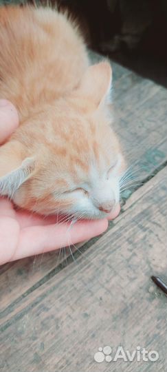 Отдам кошку в добрые руки
