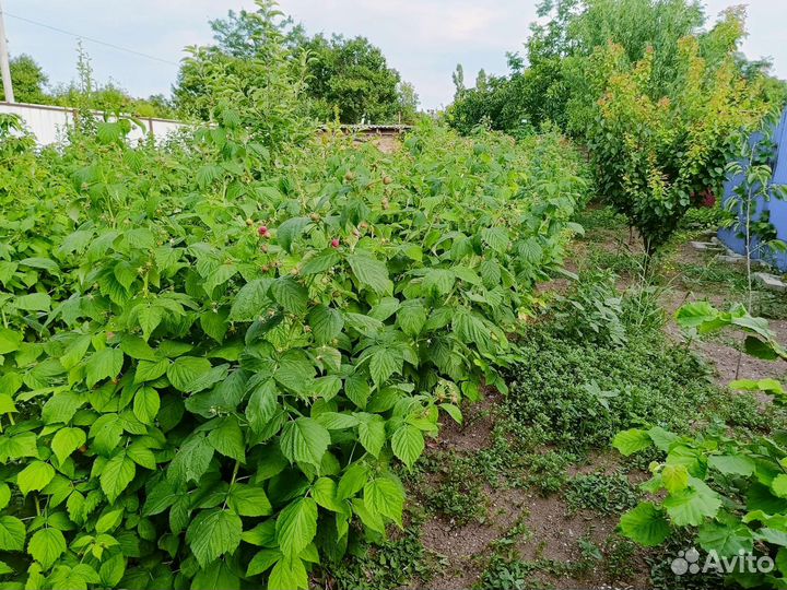 Вкусная малина самосбор