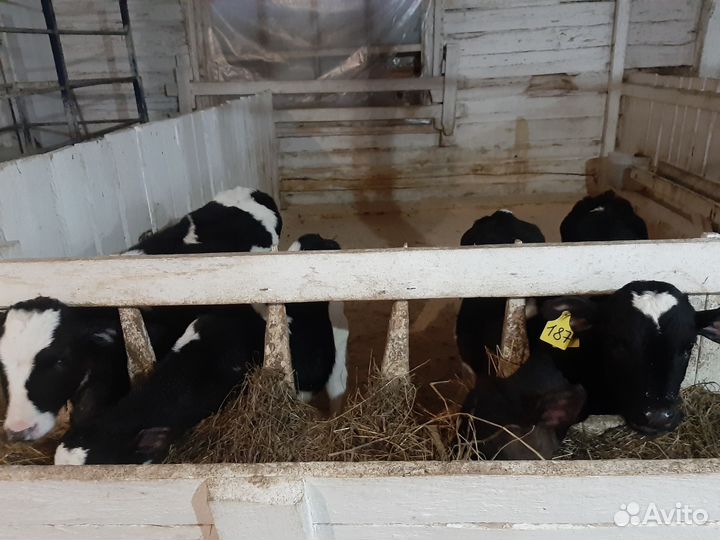 Телята телочки