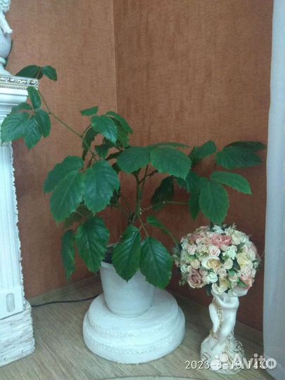 Тетрастигма Вуанье