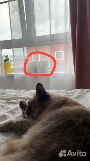 Передержка кошек в семье