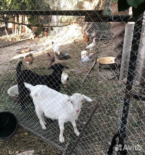 Козы козлята