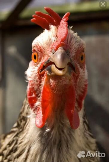 Мягкая игрушка петух