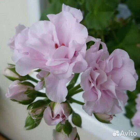 Плющелистная пеларгония