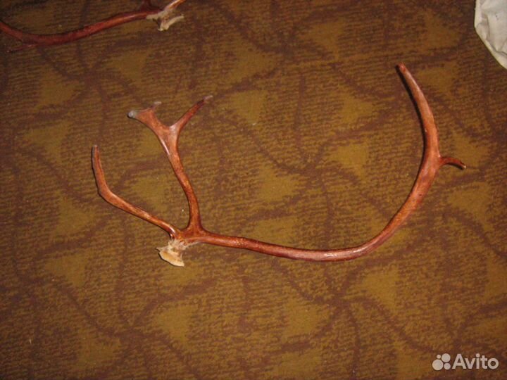 Рога оленя. Пара