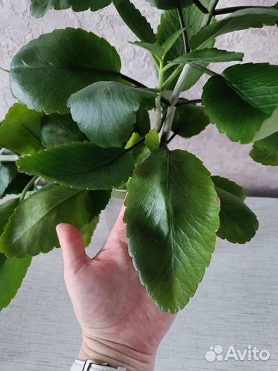 Каланхоэ лечебное