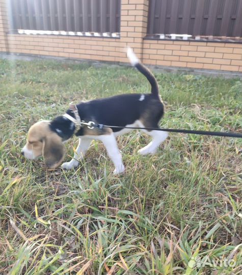 Щенок бигль