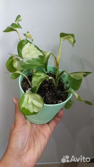 Сциндапсус, эпипремнум марбел apple