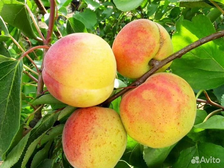 Саженцы самого крупного абрикоса нжа-19