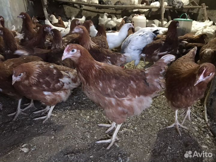 Куры несушки молодки